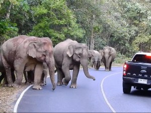 Una manada de más de 60 elefantes deambula una semana tras salirse de la selva en Tailandia
