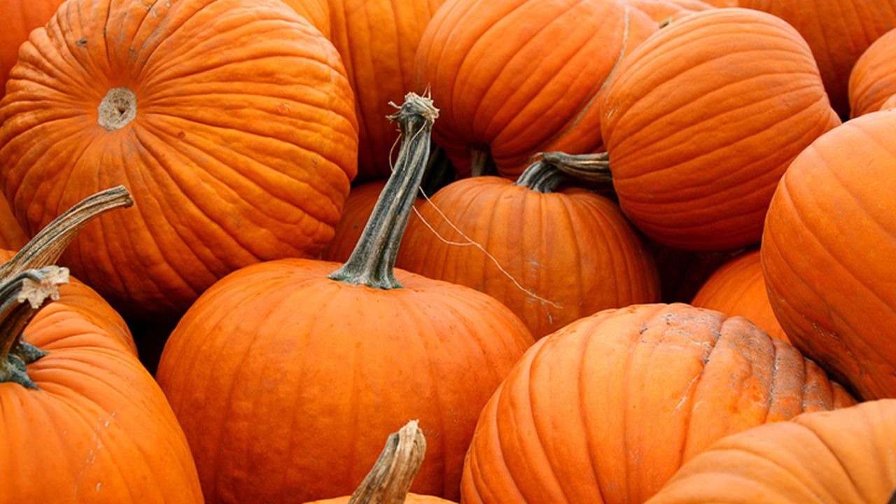 ¿Narcohalloween en EEUU? Incautaron más de 400 mil dólares de metanfetamina líquida dentro de calabazas