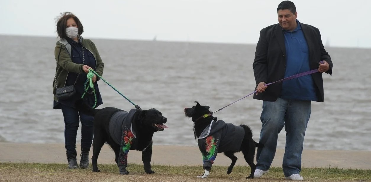 Sentencia inédita de la Justicia argentina para dos perros y sus amos divorciados