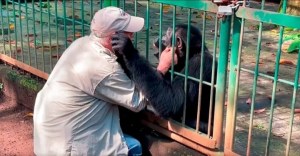 La conmovedora despedida del hombre que cuidó 25 años a un chimpancé (VIDEO)