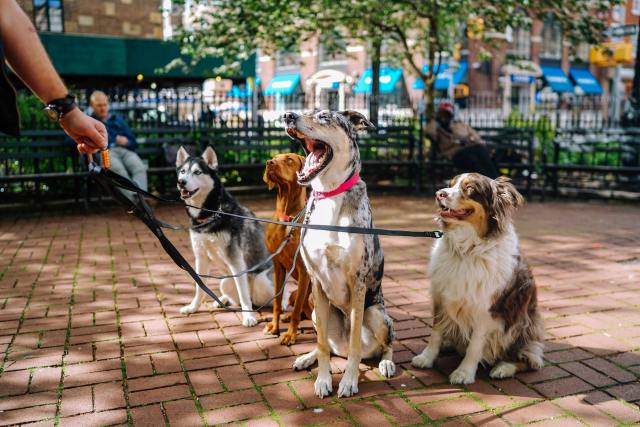 perros, mascotas