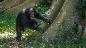 VIRAL: Mamá chimpancé se reencuentra con su recién nacido en zoológico de Kansas (VIDEO)