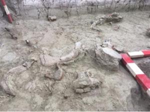 Hallan restos de elefantes de más de 12 mil años de antigüedad en Chile