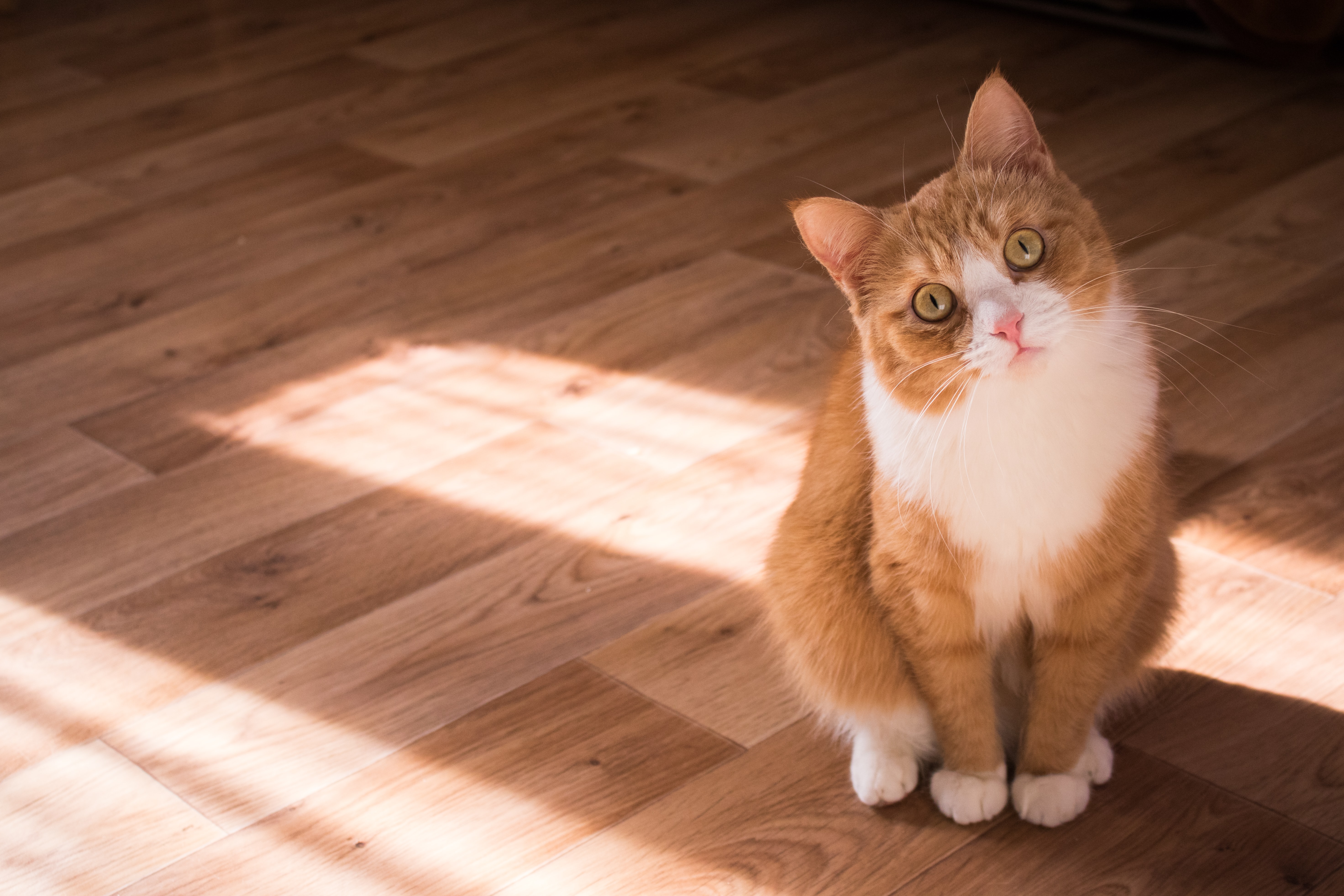 Cuál es el origen del refrán “de noche todos los gatos son pardos”