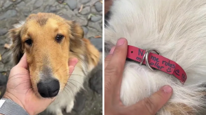 Se encontró con un perro en la calle y se llevó una gran sorpresa al leer su collar (video)
