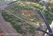 Una cámara de seguridad capta el momento en que cinco leones escapan de un zoológico australiano (VIDEO)