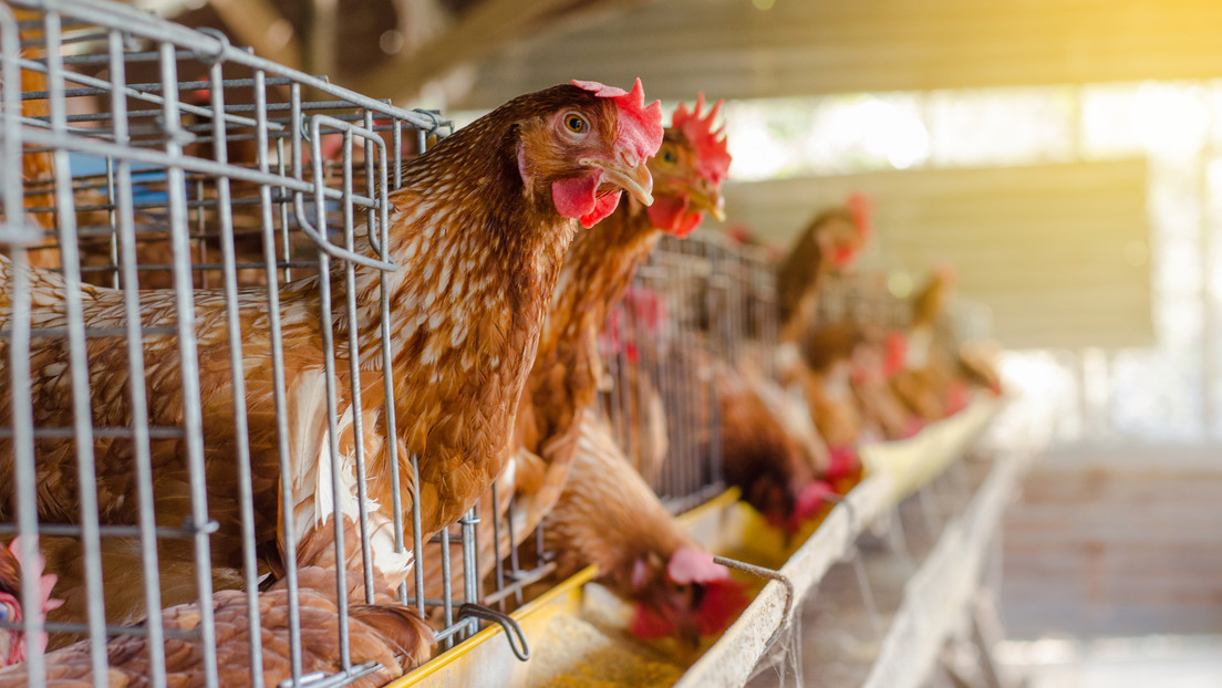 Lo que se sabe del brote de gripe aviar en Ecuador que deja más de 300 mil aves contagiadas