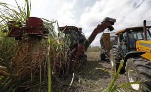 Azúcar importada pone en jaque a cañicultores venezolanos: 80 mil toneladas no han salido de los almacenes