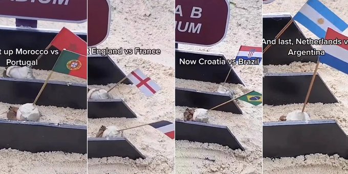 La insólita carrera de cangrejos que vaticina los cuartos del Mundial Qatar 2022
