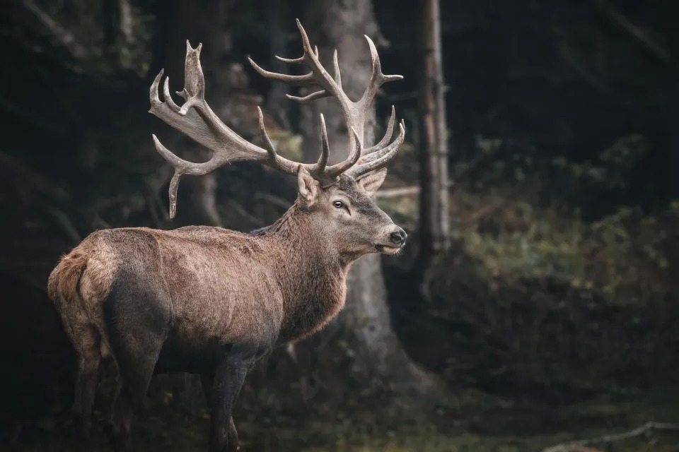 VIRAL: La reacción de un alce en Alaska al ver cómo se desprenden sus astas (VIDEO)