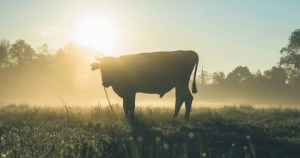 Hombre murió dramáticamente tras ser pisoteado por una “vaca fugitiva”
