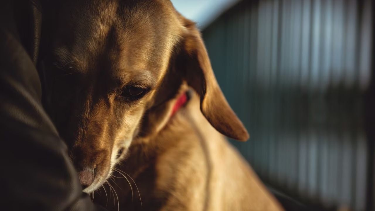 Perro mató a joven en Kansas… de un balazo con un rifle