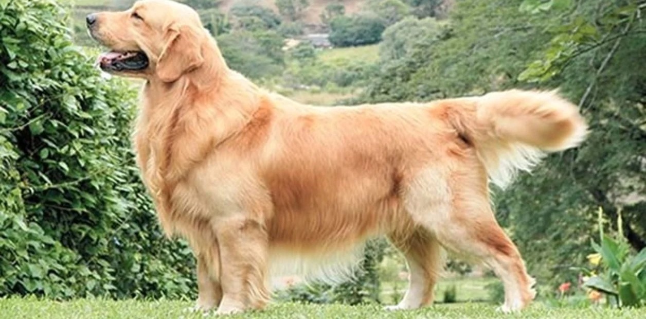 Su Golden Retriever se murió y como lo amaban tanto lo convirtieron en un objeto decorativo