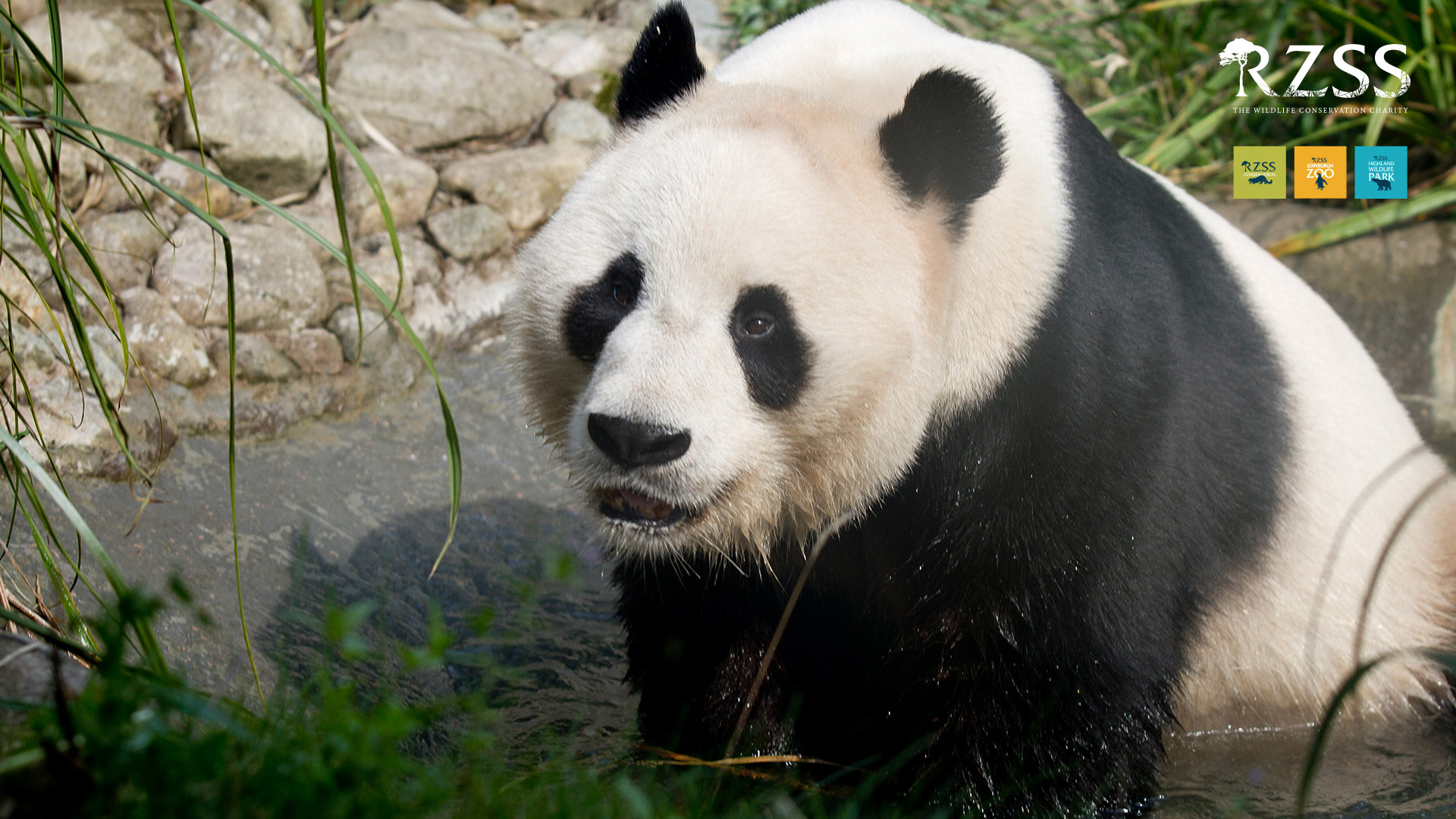 Reino Unido devolverá a China sus únicos pandas tras 12 años sin procrear