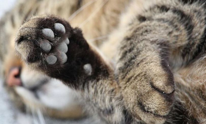 Maltratadores le echaron agua caliente y lanzaron del piso 11 a una gatita en Caracas