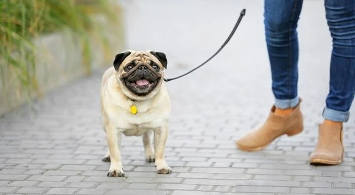 Le puso un nombre a su perro para burlarse de quienes le preguntan