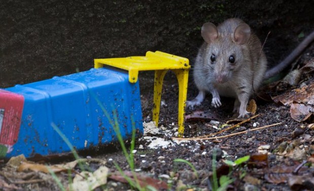 “Queremos erradicarlos”: isla francesa planea el sacrificio masivo de gatos y roedores para el invierno de 2024