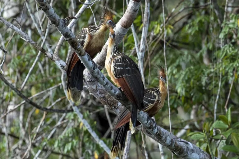 El “bosque comestible biodiverso” más grande del mundo “echó raíces” en Ecuador