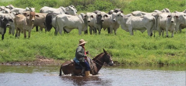 At least five years would take Venezuela to achieve certification of territory “free of foot-and-mouth disease”