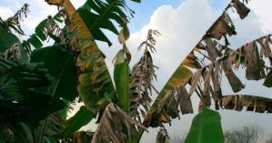 Emergencia nacional: Detentan hongo que arrasa con plantaciones de plátano en Venezuela