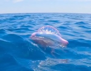 ¡HERMOSA PERO PELIGROSA! Alertan ante aparición de medusas en aguas de El Litoral (Video)