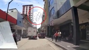 El extraño comportamiento de las aves durante el terremoto en Ecuador (VIDEO)