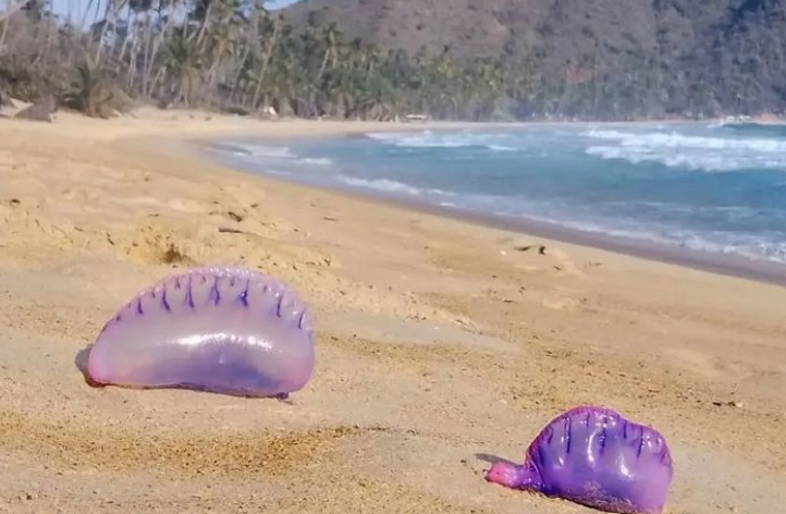 Alertan sobre la presencia de carabelas portuguesa en playa de Choroní (FOTO)