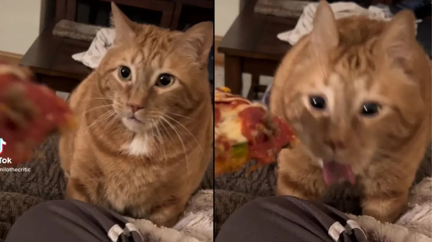 VIDEO: Mujer quiso darle de comer pizza a su gato y la divertida reacción del animal se volvió VIRAL