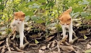 El “cara a cara” de un gato y una serpiente que acabó muy mal (VIDEO)