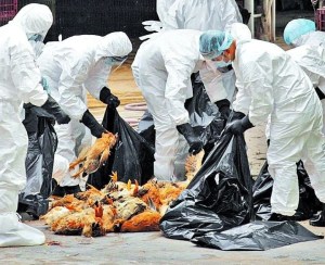 ¿Nueva pandemia? En China descubren un nuevo caso de gripe aviar en humanos