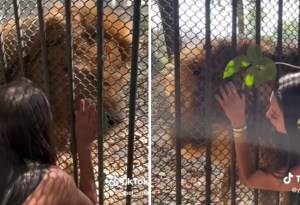 VIDEO: Conmovedor encuentro entre un león y su cuidadora hizo derramar lágrimas a todos
