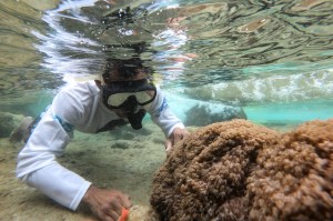 Un coral exótico asfixia arrecifes en Venezuela y amenaza el Caribe (Fotos)