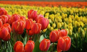 Cómo los tulipanes salvaron la vida de millones de personas en la II Guerra Mundial