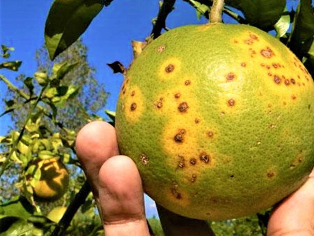 “Dragón amarillo” arrasa con la siembras de cítricos en Venezuela