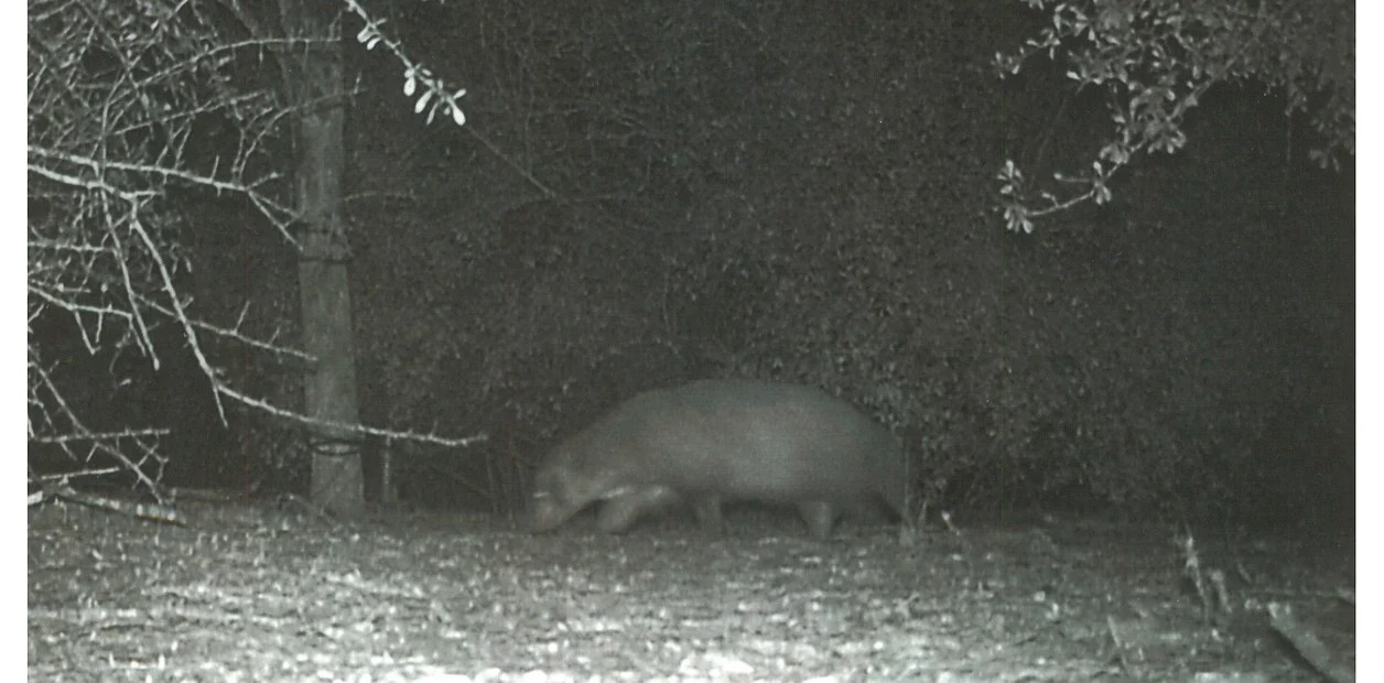 Captan a un misterioso animal en Texas que desconcierta a los especialistas