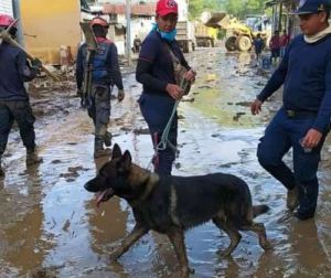 Murió “Amigo”, el perrito rescatista que ayudó a salvar víctimas en Las Tejerías y Turquía