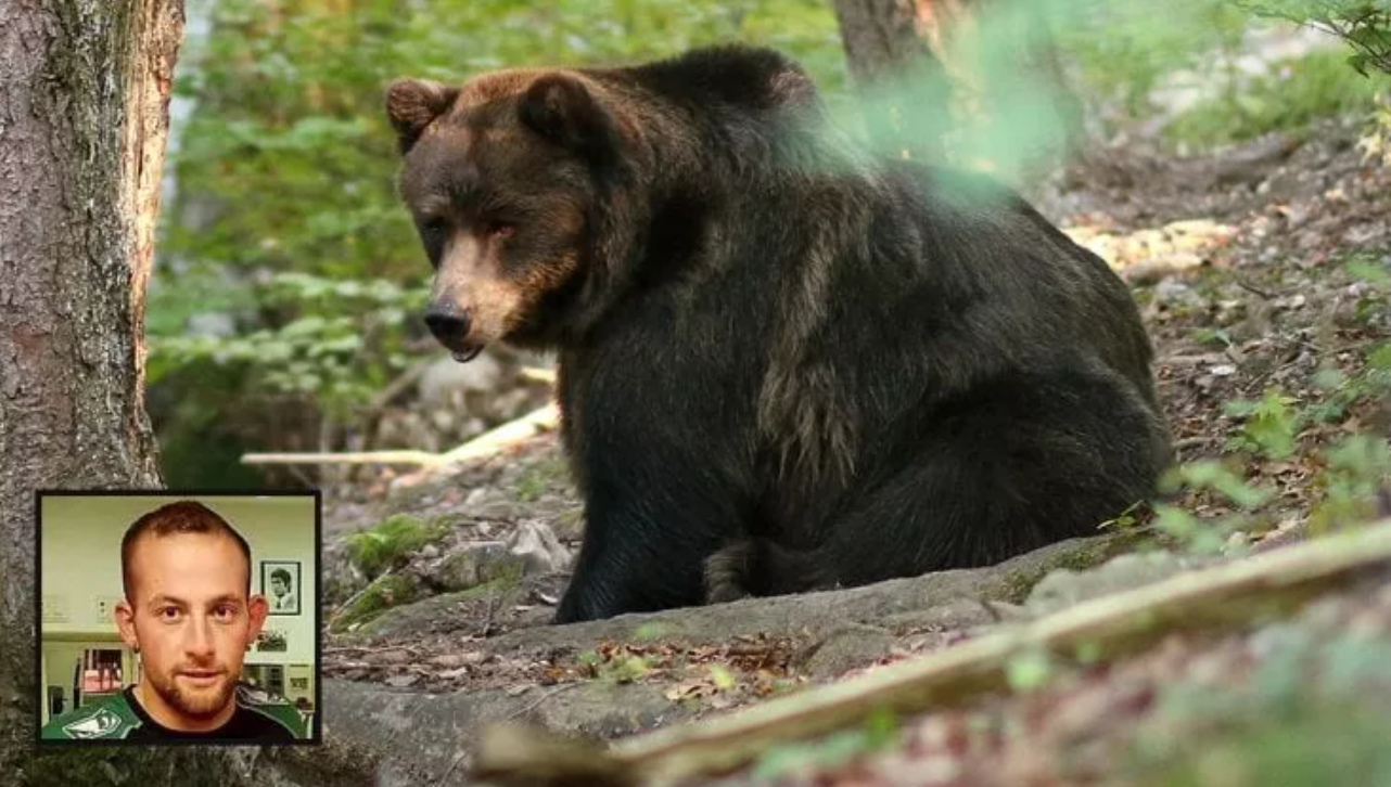 Oso sorprendió a un senderista y destrozó su cuerpo en Italia