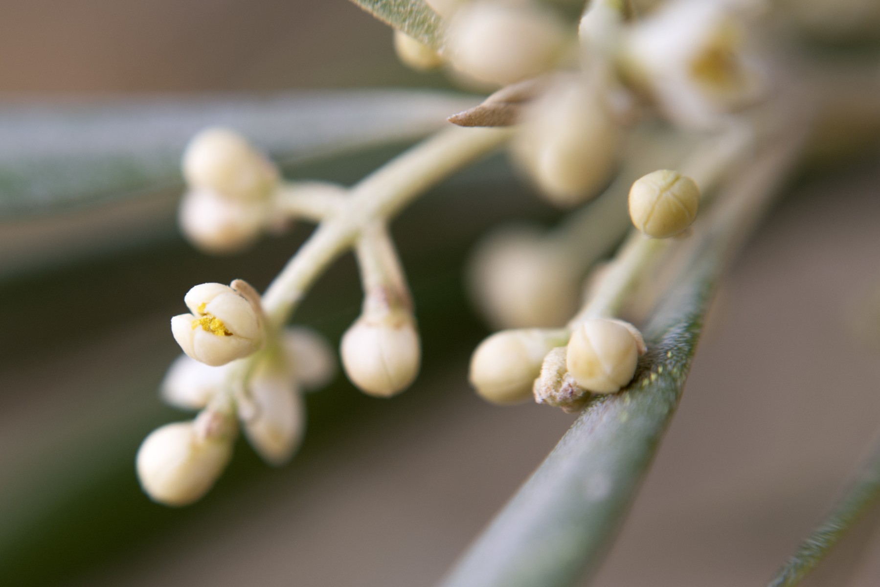 La sequía amenaza al olivo español con un nuevo “año negro” (Fotos)