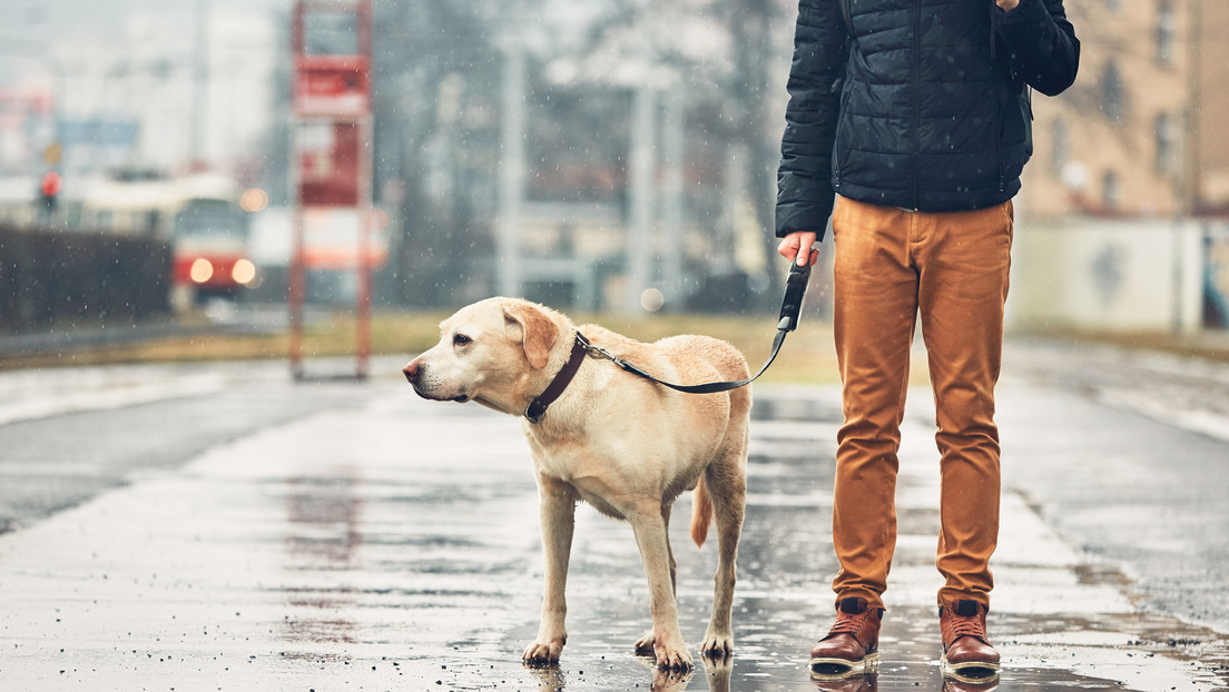 Los perros modernos superan a sus antepasados en volumen cerebral