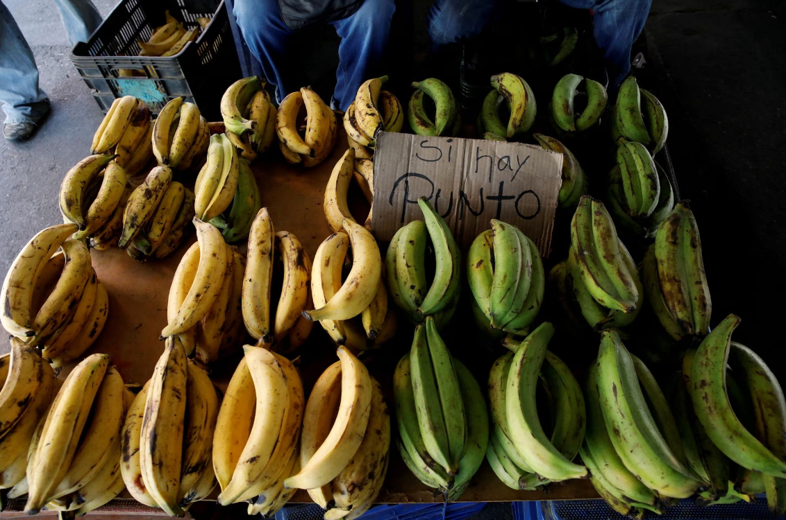 Hongo del plátano puede agravar la crisis de hambre en Venezuela