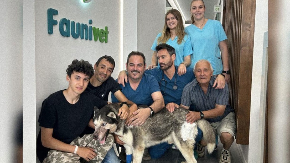 Un VIDEO en TikTok ayudó a salvar a un perro que nadie quería operar