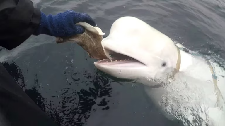 Hvaldimir, la supuesta ballena espía rusa, fue avistada en las costas de Suecia (FOTOS)