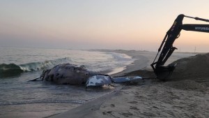Misterio en Nueva York: Dos ballenas jorobadas fueron halladas muertas en la costa con golpes en el cuerpo