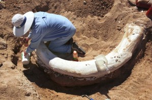 Increíble hallazgo: Descubren en Florida “cementerio de elefantes” de hace 5,5 millones de años