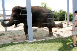 Elefantes en zoológico de Houston adoptan moda humana: Practican yoga para cuidar su salud (VIDEO)