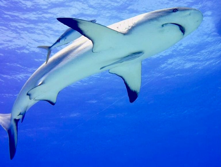 Cómo los cosméticos y los suplementos dietéticos amenazan a tiburones y peces raya