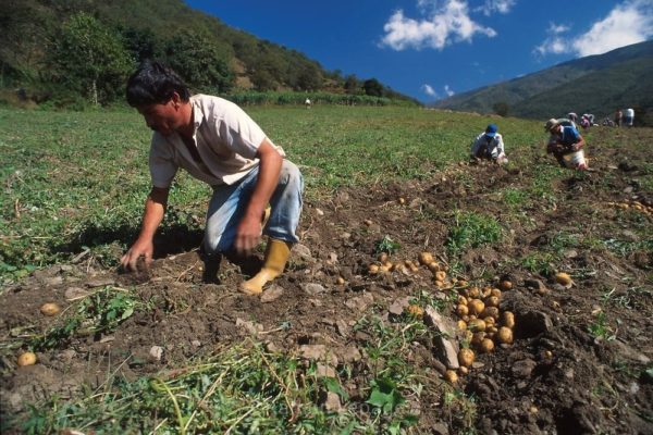 Ministerio Público ordena investigación a agricultores que boten sus cosechas por falta de gasolina