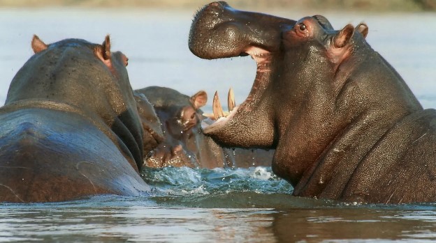 Un niño de 12 años fue atacado por un hipopótamo mientras nadaba en el río en Senagal