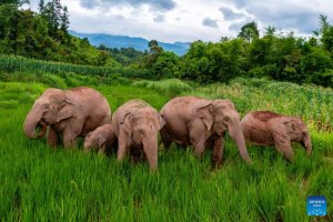 Más de 40 elefantes andan sueltos en zonas residenciales de China