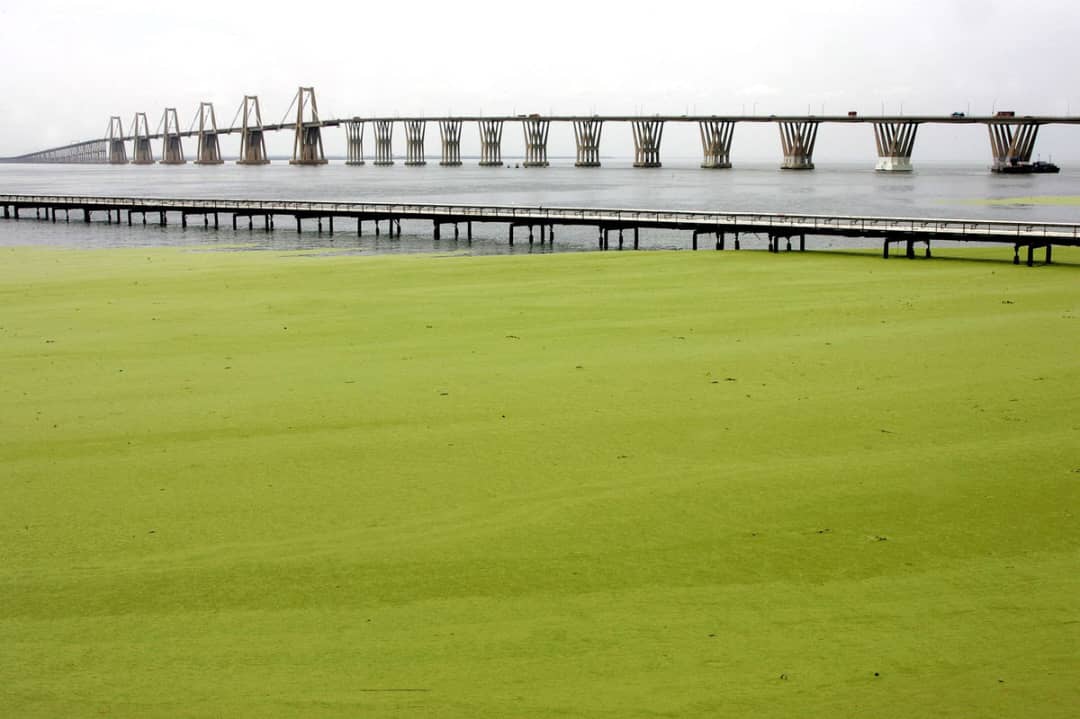 Verdín en el Lago de Maracaibo y sus graves consecuencias en la salud de los zulianos